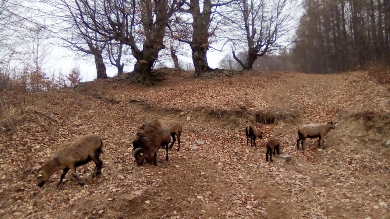 Pastravaria Romani Horezu Eksteriør bilde